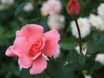 Pink Rose