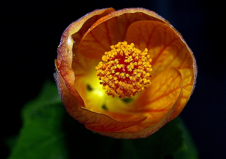 Flower - orange, flower, amazing, green