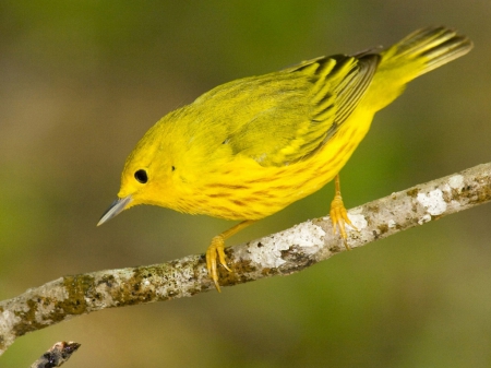 Little Yellow Bird - Birds & Animals Background Wallpapers on Desktop ...