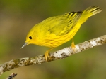 Little Yellow Bird