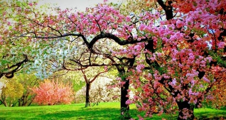 Beautiful Springtime - meadows, orchard, spring, white, blossoming trees, pink, red, beautiful, green