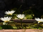 White lily floating on water