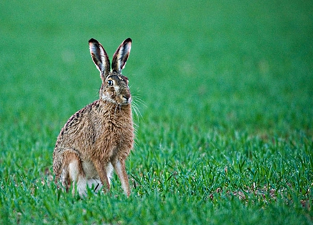 Hare - field, stands, green, grass