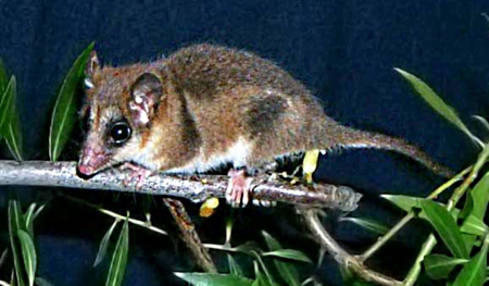 Marsupial mouse - furry, brown, pattern, branch