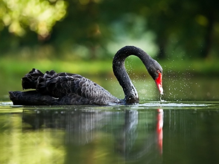 Black Swan - black, water, beautiful, swan