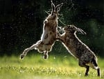 fighting hares