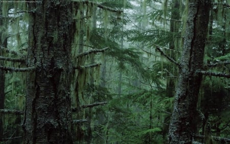 Pine forest - trees, green, dark, high