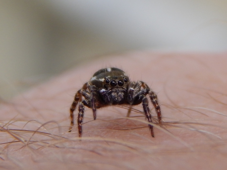 Jump spider - nature, hd, macro, close up photography, spider, jump