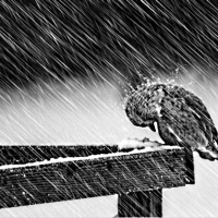 Bird in the rain