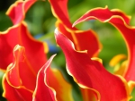 Fire Lily Flower