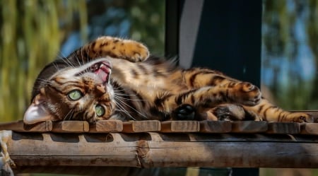 Cat - hat, pretty, cat face, beautiful, lovely, paws, cat, kitten, cute, cats, face, sleeping, animals, kitty