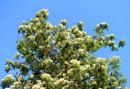 Rowan-tree in flowers. - nature, flowers, trees, other