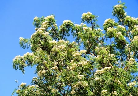 Rowan-tree - nature, fields, flowers, other