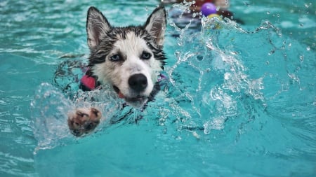 hot day - animal, nature, water, dog