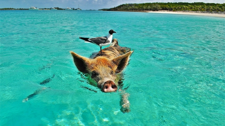 boat - nature, animals, bird, pig