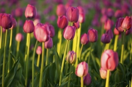 Tulips - nature, purple, tulips, field, flowers