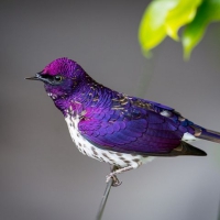 Pretty Purple Bird