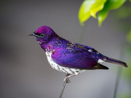 Pretty Purple Bird - purple, pretty, bird, branch, sitting