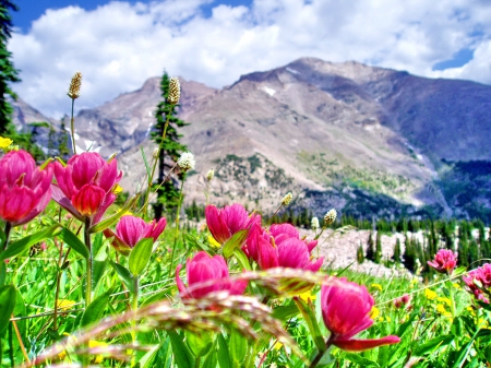 Wild Flowers in the mountains - clouds, fields, splendor, landscape, flower, nature, mountains, sky, wild