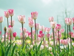 Pink Tulips