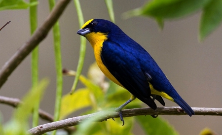 Bird - yellow, amazing, bird, blue