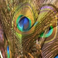 Peacock feathers