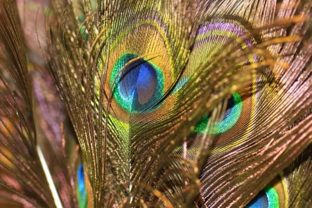 Peacock feathers - feather, peacock, golden, texture, blue, green