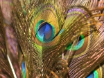 Peacock feathers