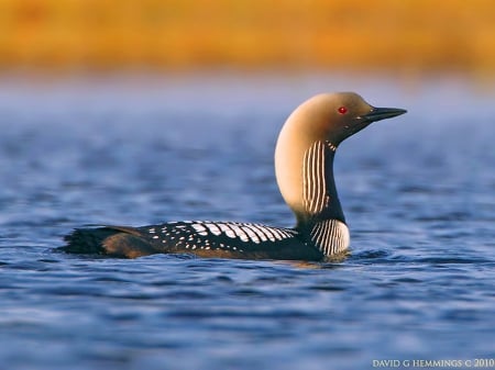 The Pacific loon - bird, water, loon, swim