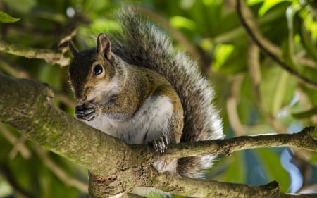 Squirrel - tail, animal, squirrel, tree, branch, fluffy, green