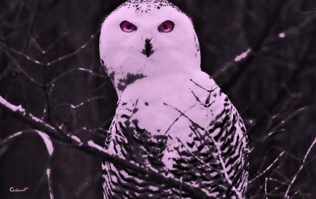 Owl - bird, branch, amethyst eyes, poster, by cehenot, pink, owl, black, feathers