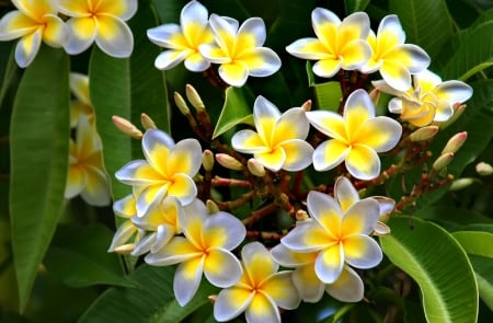 Plumeria - white, nature, beautiful, plant, leaves, splendor, plumeria, plumeria frangipani