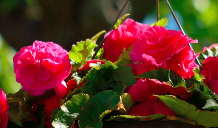 Rose Basket - flower basket, roses, red roses, rose basket