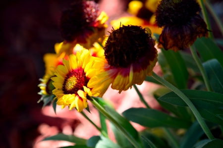 Sunflowers - Sunflowers, spring flowers, sunflower, yellow flowers