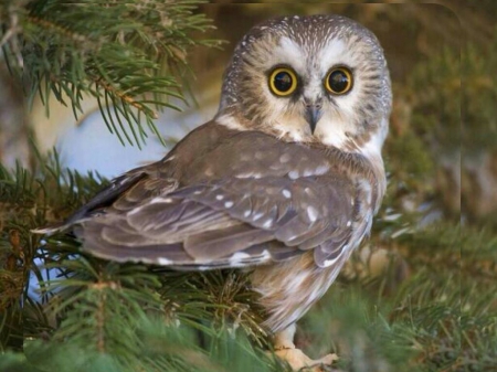 Brown & White Owl - white, brown, gorgeous, owl