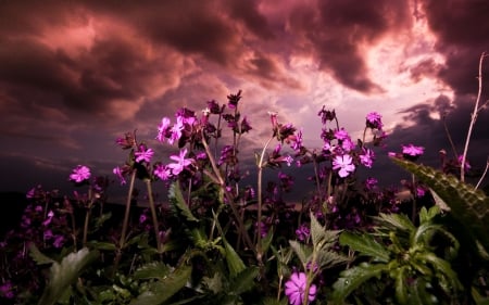 Morning Scene - blossoms, dust, nebulous, landscape, sunlight, clouds