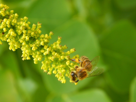 Honeybee Wild Flowers - nature, wild flowers, honeybees, insects, bees