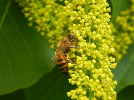 Honeybee - wild flowers, animals, honeybee, bees, insect