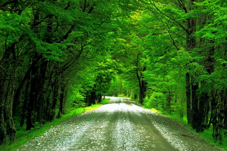 Austral Road, Chilean Patagonia - trees, forest, chile, beautiful, green, grass, road