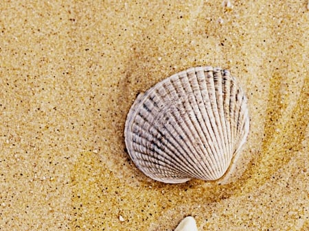 Shell - shells, brown, shell, sand