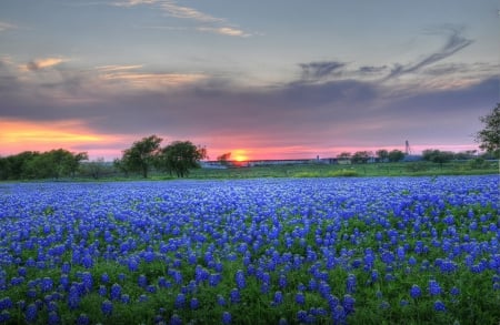 * Field * - flowers, field, flower, nature