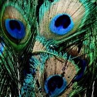 Peacock Feathers