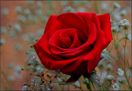 Rosa roja - flor, color, pasion, vista