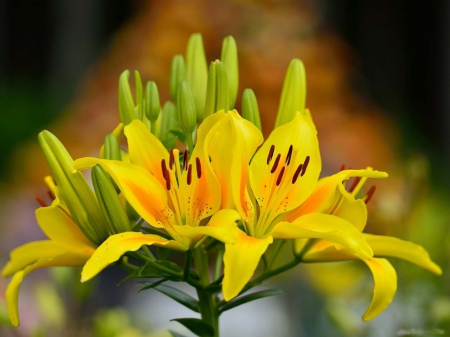 Yellow Daylilies - flowers, lilies, nature, yellow, buds, closeup