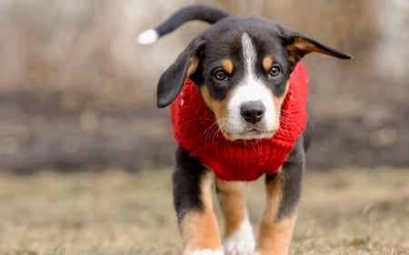 Adorable Dog - cute, animals, puppy, adorable, dogs, puppies, bokeh, dog face, dog