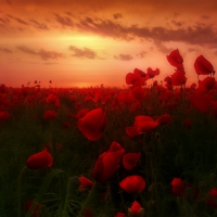 Poppies Field