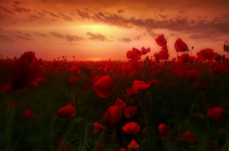 Poppies Field - nature, splendor, poppies field, flowers, sunset, poppies, poppy