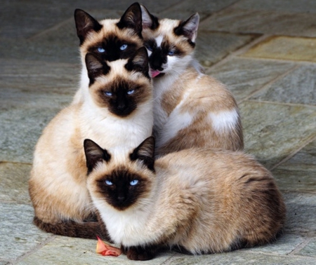 siamese family - cool, animals, cats, photography