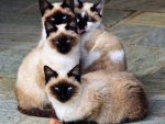 siamese family