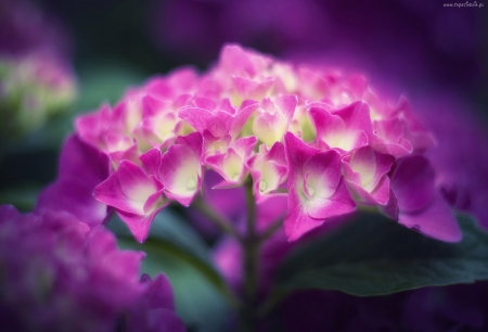 Pink Hydrangea - style, nice, beauiful, colors, flowers